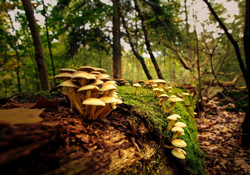 Pilze auf einem abgestorbenen Baum