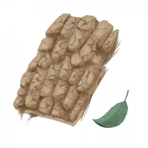 Ulmenrinde Ulmenrinde