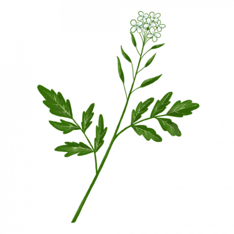 Brunnenkresse Brunnenkresse