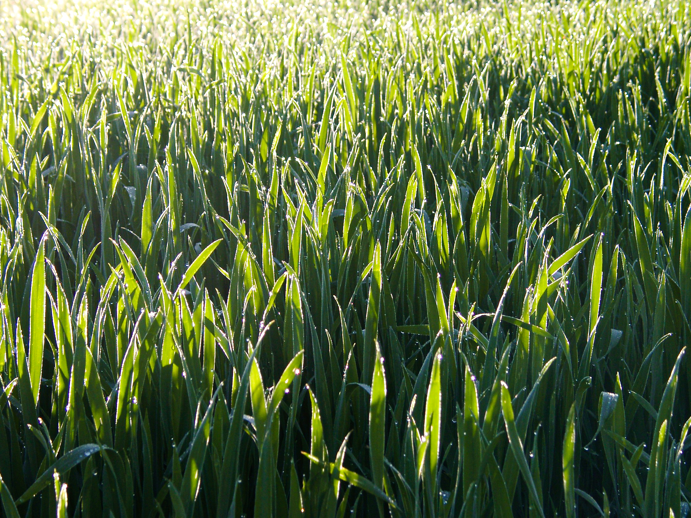 Bio-Gräser angebaut am Bodensee
