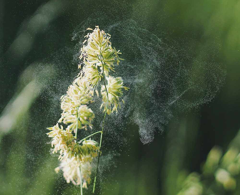 Heuschnupfen beitragsbild: Pflanze mit Pollen