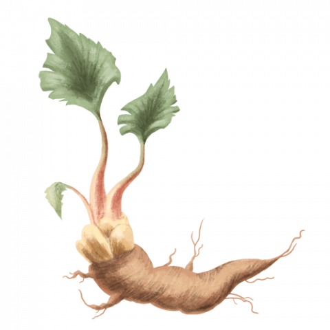 Rhababerwurzel Rhababerwurzel