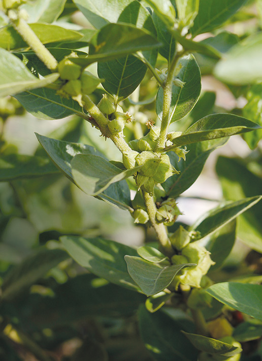 Ashwagandha gegen Stress und innere Unruhe