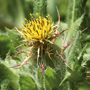 Benediktenkraut in Flor Essence