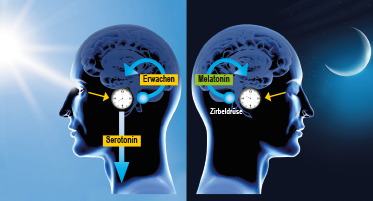 Tryptophan zu Serotonin und Melatonin 