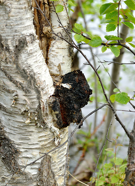 Chaga Pilz an der Birke