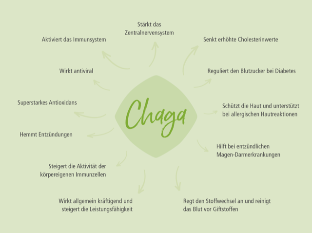 Vorteile des Chaga Pilzes