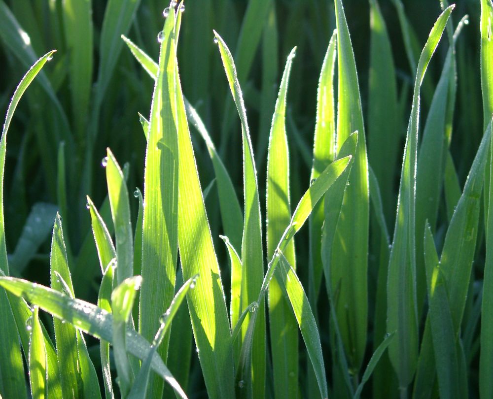 Getreidegräser vom Bodensee