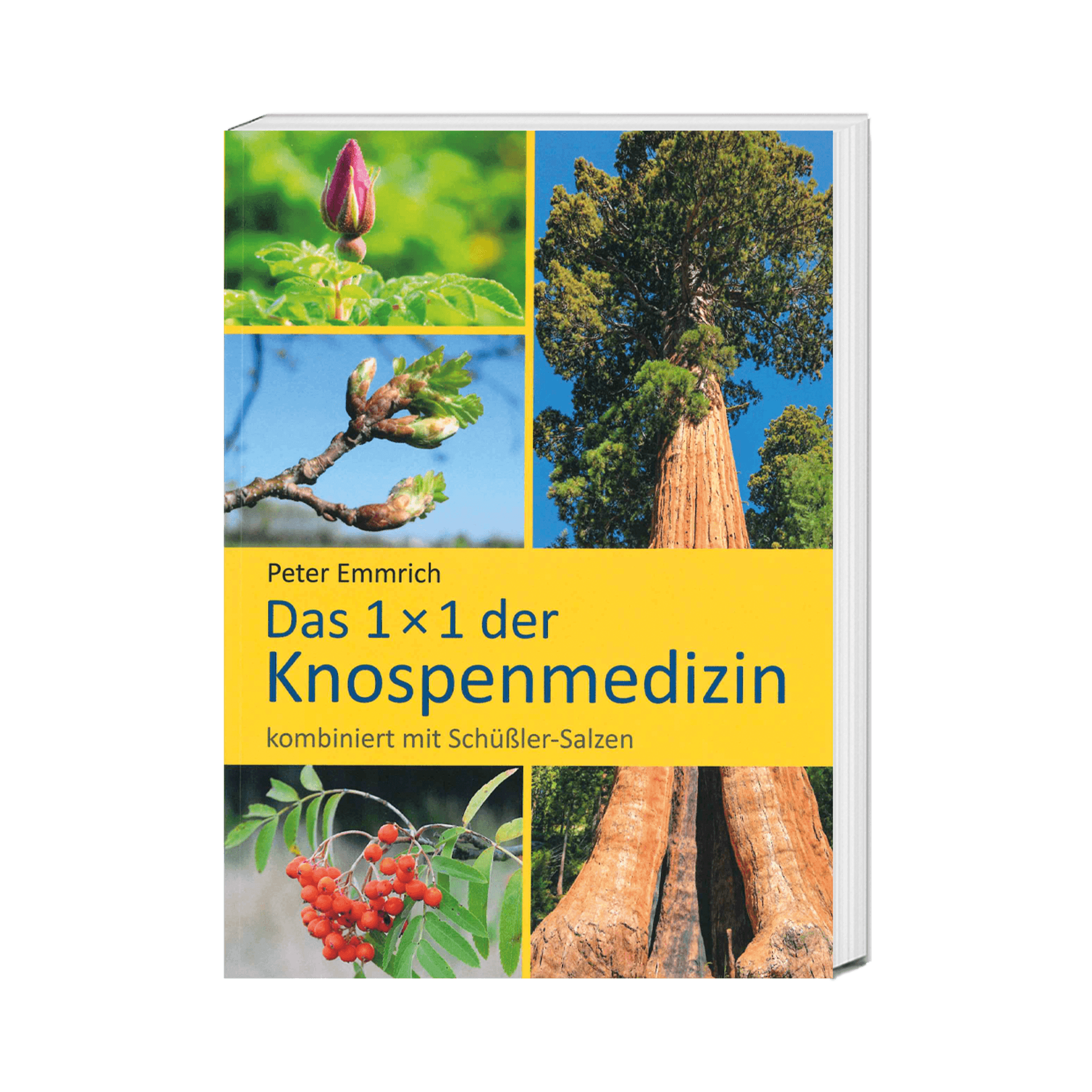 Das 1x1 der Knospenmedizin